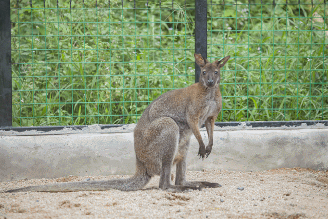 土拨鼠,袋鼠,猴子,梅花鹿. 10 种动物陪你们玩!